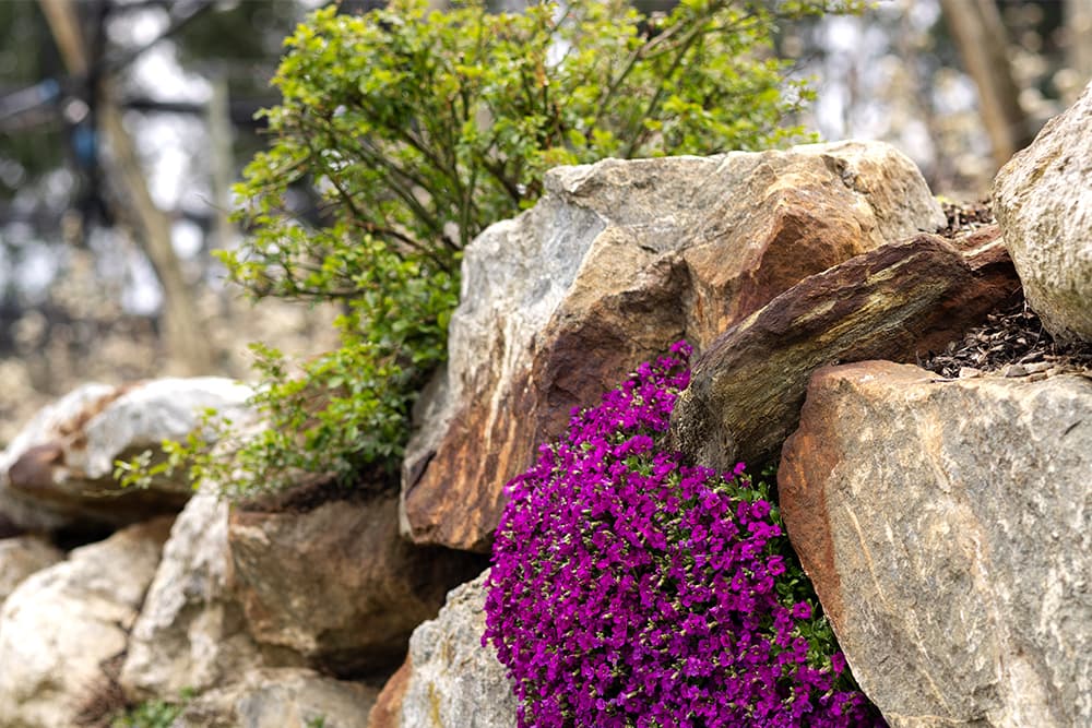 Természetes kőfal közül kibukkanó élénk lila virágok egy sziklakertben